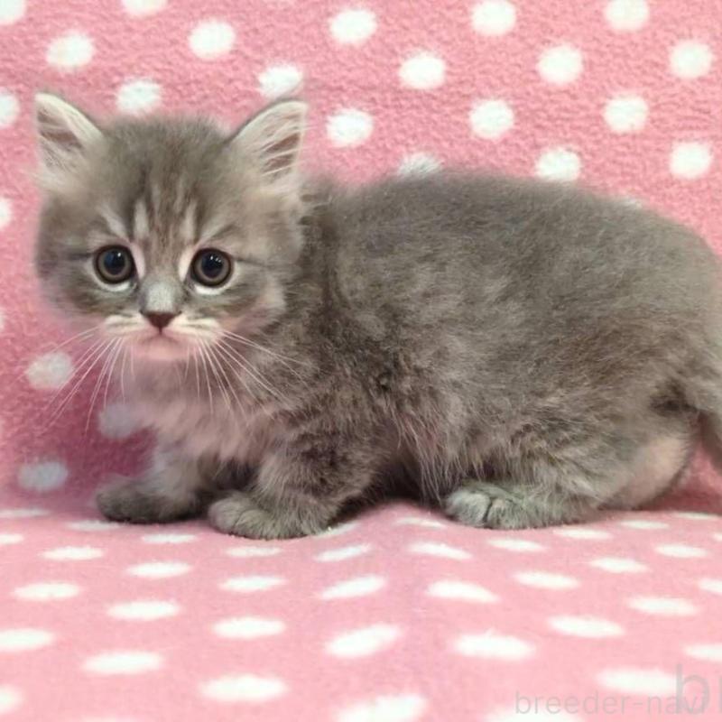 販売中の愛知県のミヌエット-132236の2枚目