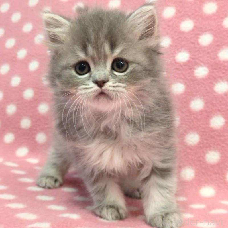 販売中の愛知県のミヌエット-132237の1枚目