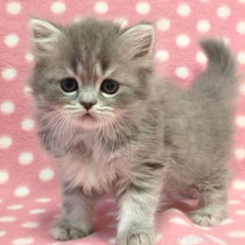 販売中の愛知県のミヌエット-132237の3枚目