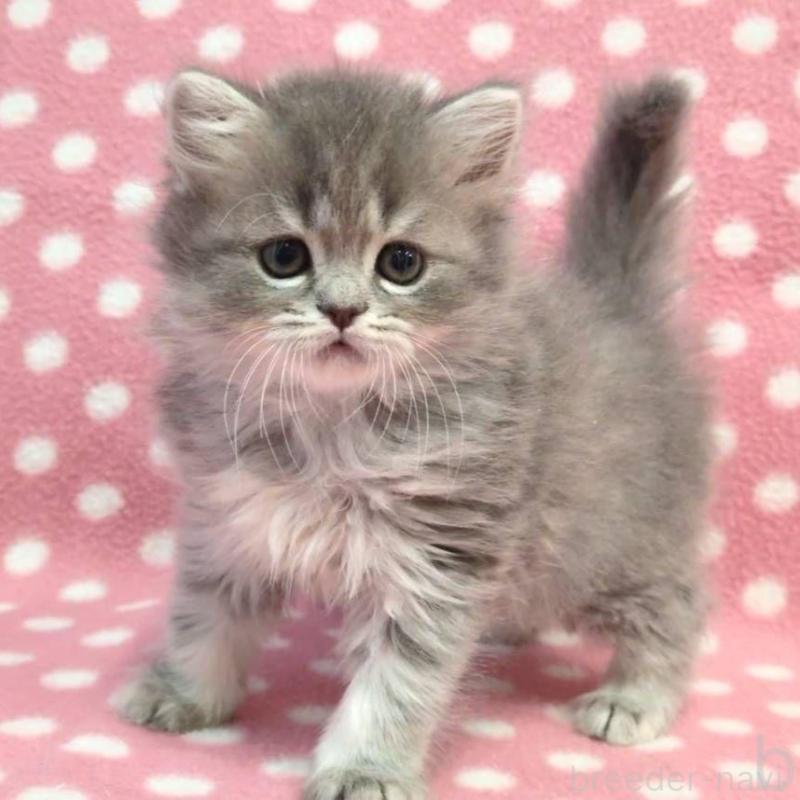 販売中の愛知県のミヌエット-132237の2枚目