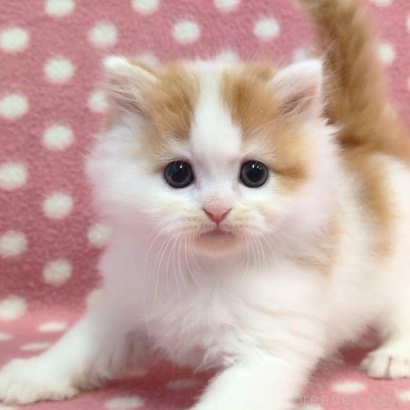 販売中の愛知県のミヌエット-132238の1枚目