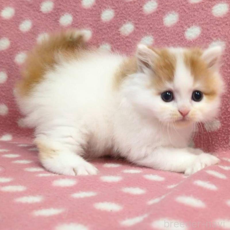 販売中の愛知県のミヌエット-132238の3枚目