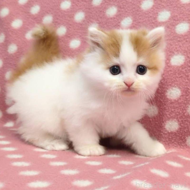 販売中の愛知県のミヌエット-132238の2枚目