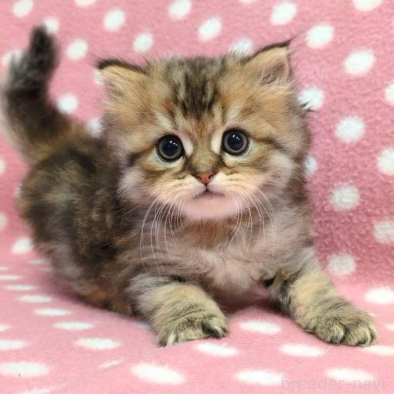 販売中の愛知県のミヌエット-132239の1枚目