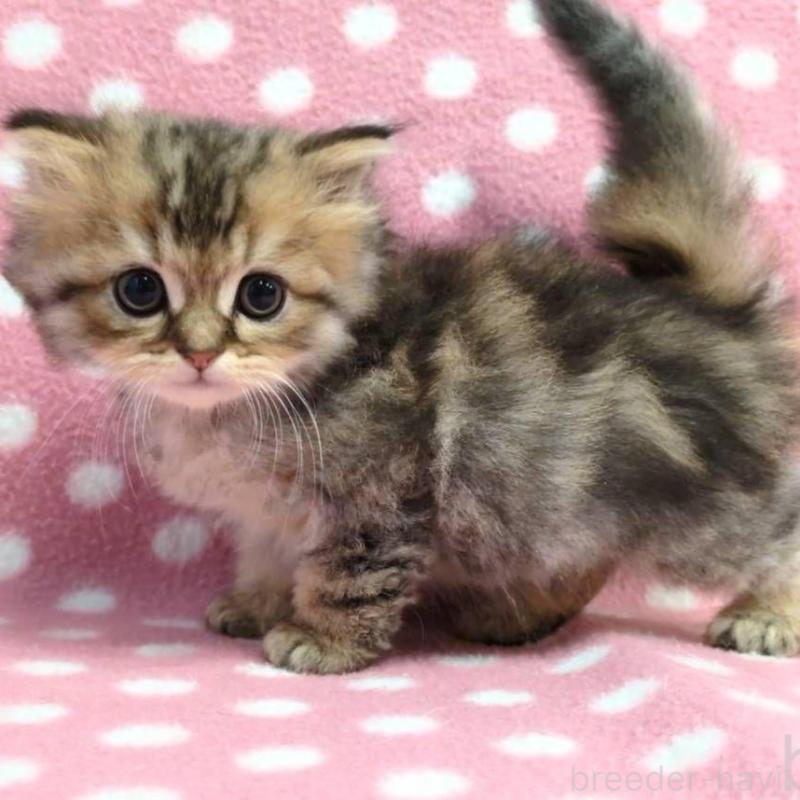 販売中の愛知県のミヌエット-132239の3枚目