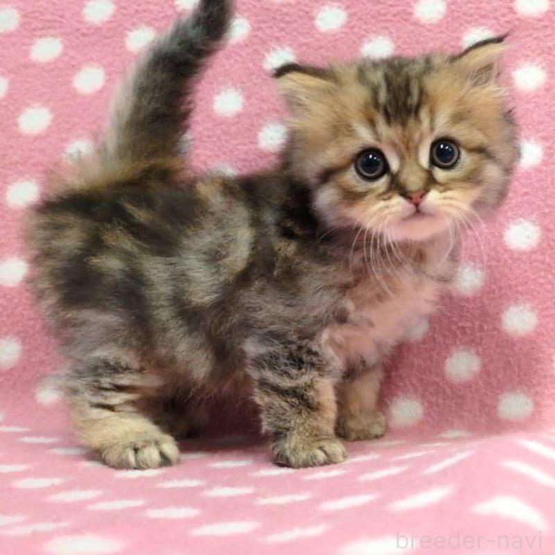 販売中の愛知県のミヌエット-132239の2枚目