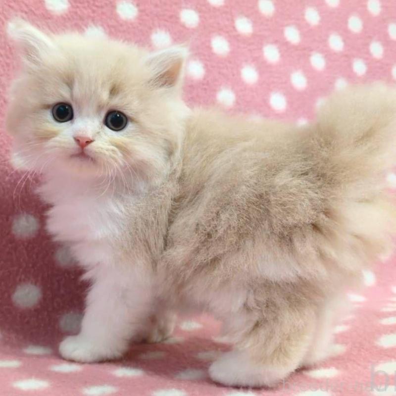 販売中の愛知県のミヌエット-132240の3枚目