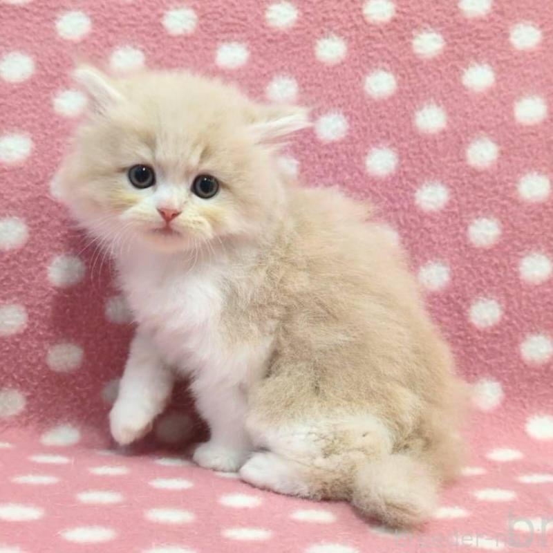 販売中の愛知県のミヌエット-132240の2枚目