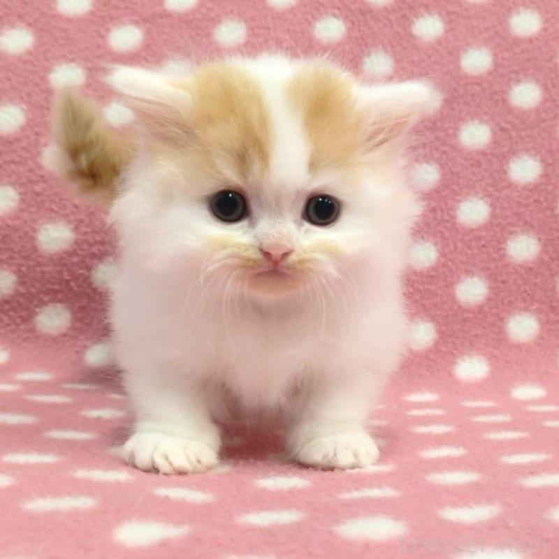 販売中の愛知県のミヌエット(短足)-132241の1枚目