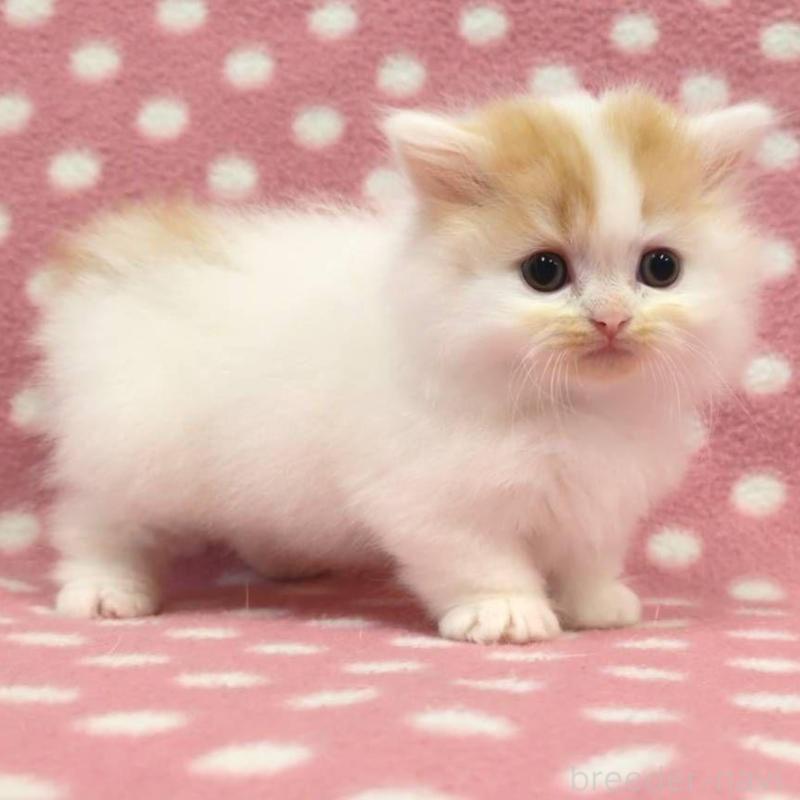 販売中の愛知県のミヌエット(短足)-132241の3枚目