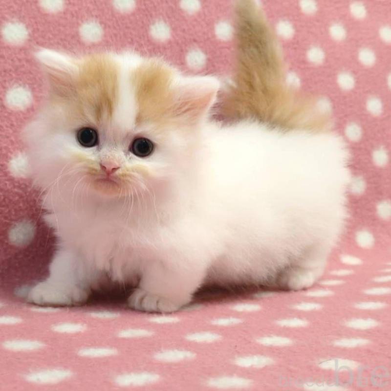 販売中の愛知県のミヌエット(短足)-132241の2枚目