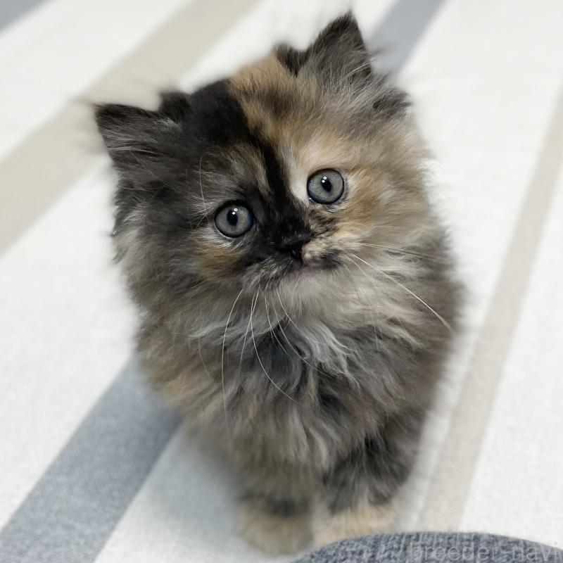 販売中の愛知県のミヌエット-130132