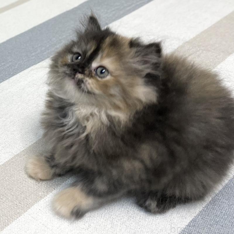 成約済の愛知県のミヌエット-130132の15枚目