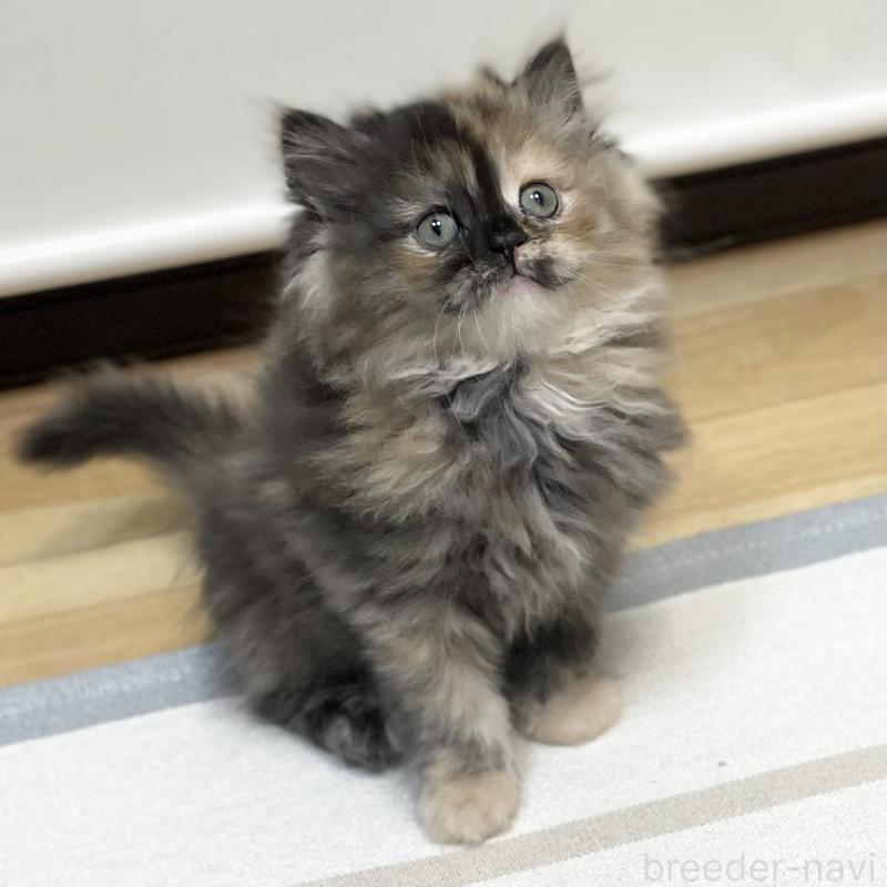 成約済の愛知県のミヌエット-130132の14枚目