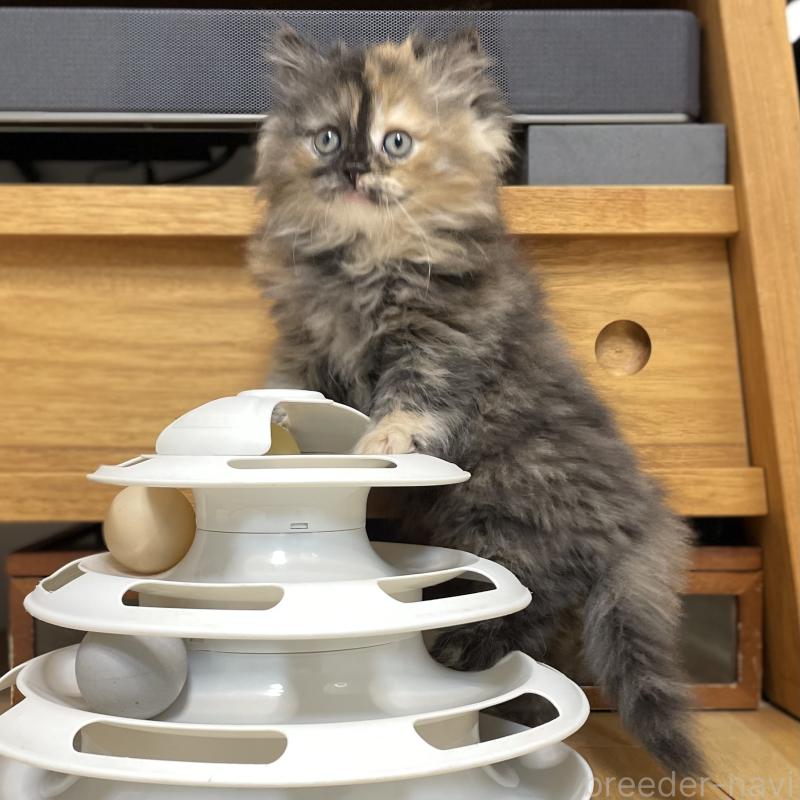 成約済の愛知県のミヌエット-130132の13枚目