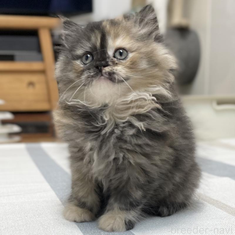 成約済の愛知県のミヌエット-130132の12枚目