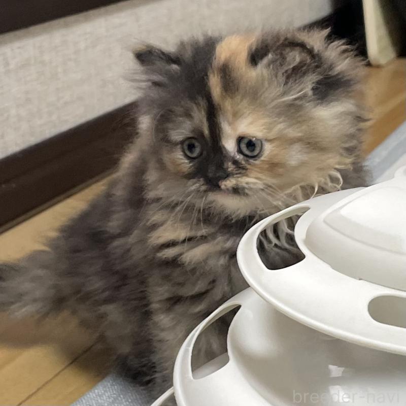 成約済の愛知県のミヌエット-130132の10枚目