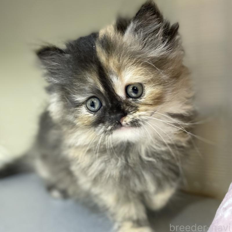 成約済の愛知県のミヌエット-130132の9枚目