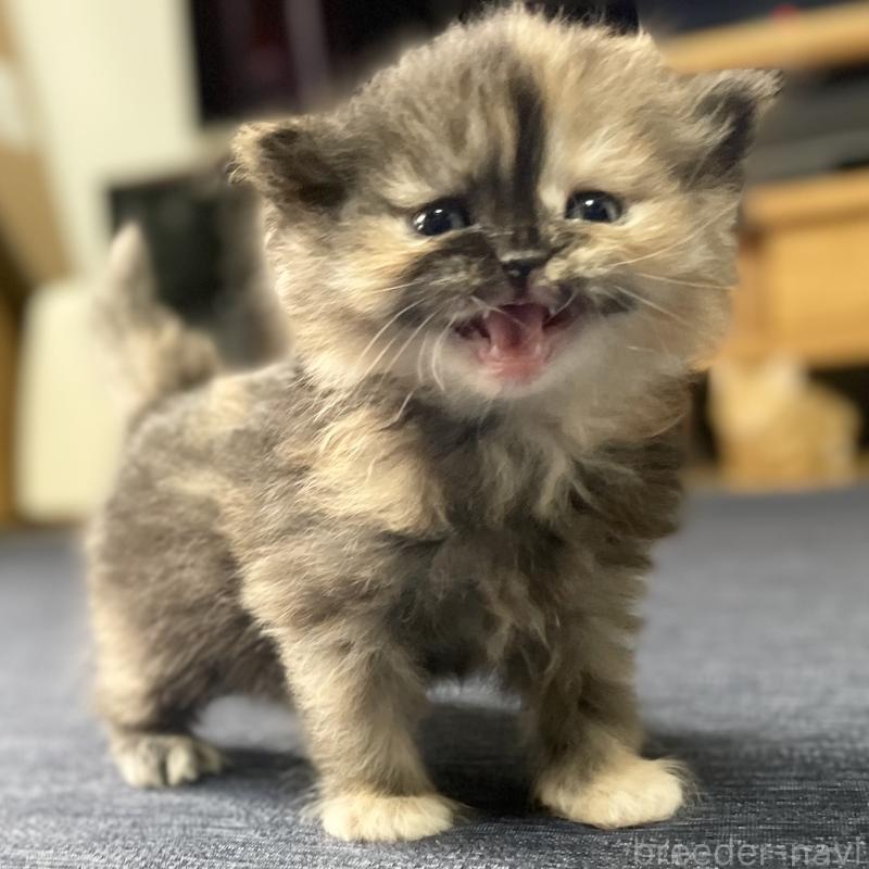 成約済の愛知県のミヌエット-130132の7枚目