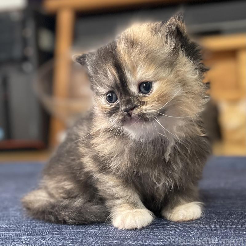 成約済の愛知県のミヌエット-130132の6枚目