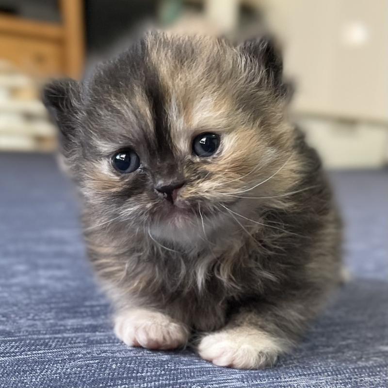 成約済の愛知県のミヌエット-130132の5枚目