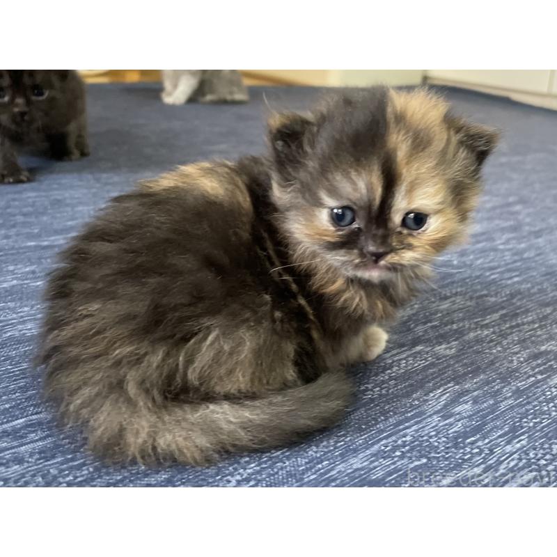 成約済の愛知県のミヌエット-130132の4枚目