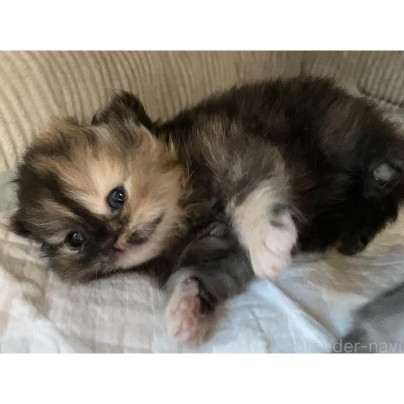 成約済の愛知県のミヌエット-130132の3枚目