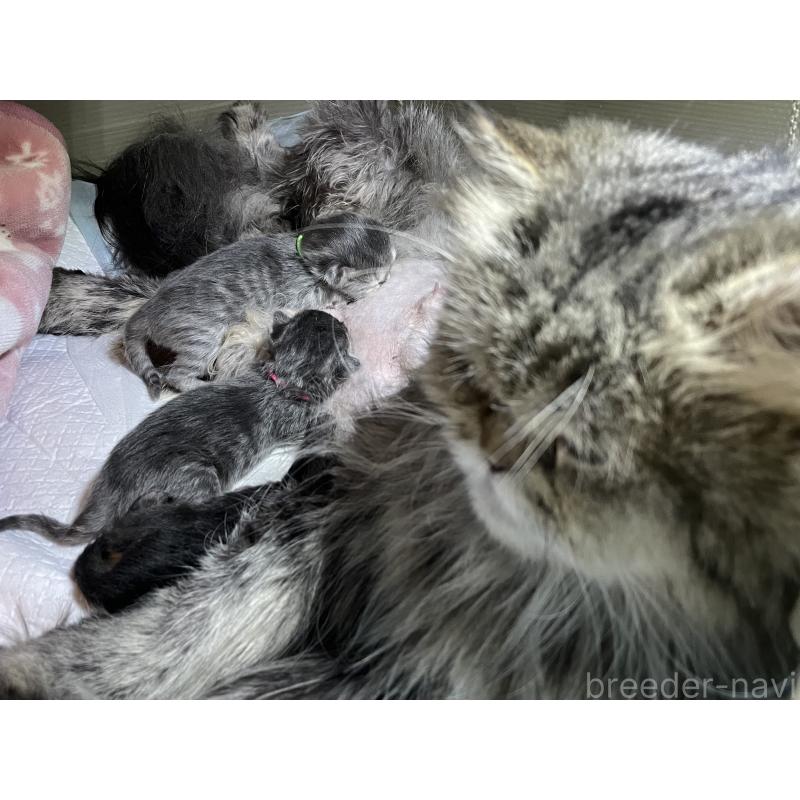 成約済の愛知県のミヌエット-130132の2枚目