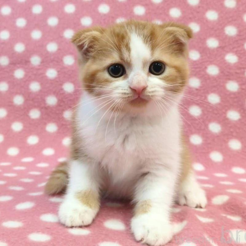 販売中の愛知県のスコティッシュフォールド(折れ耳)-132242