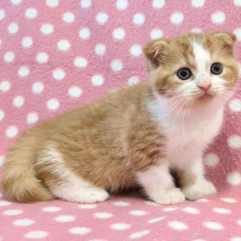 販売中の愛知県のスコティッシュフォールド(折れ耳)-132242の3枚目