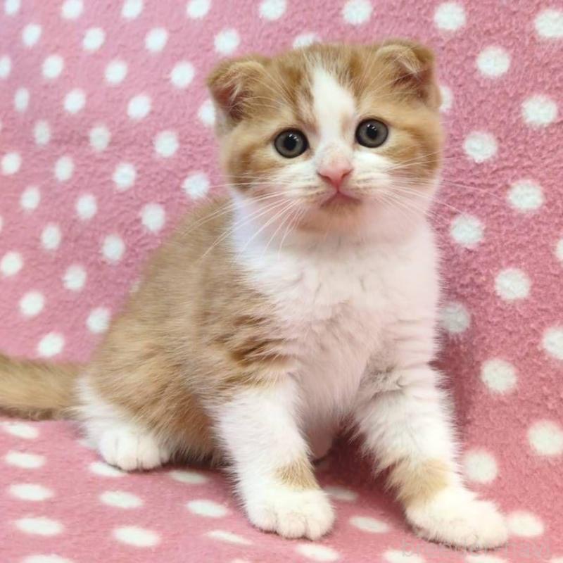 販売中の愛知県のスコティッシュフォールド(折れ耳)-132242の2枚目