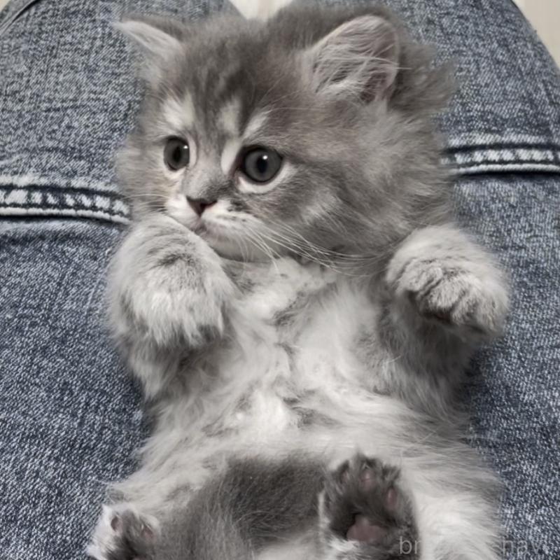 成約済の愛知県のミヌエット-130134の1枚目