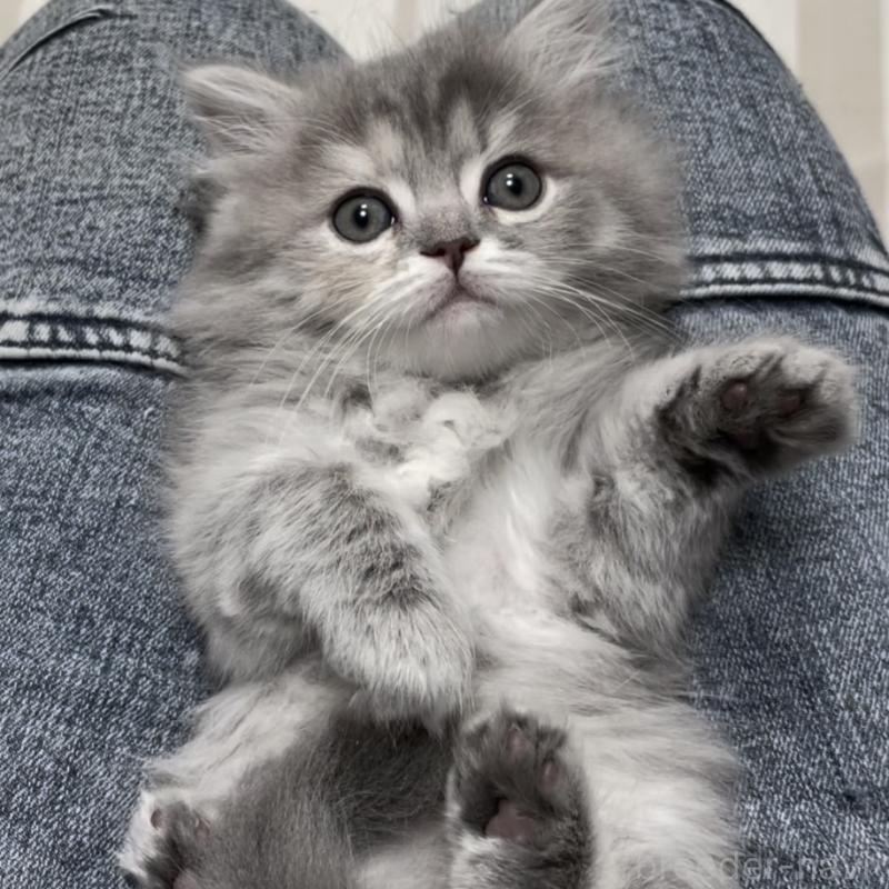 成約済の愛知県のミヌエット-130134の15枚目