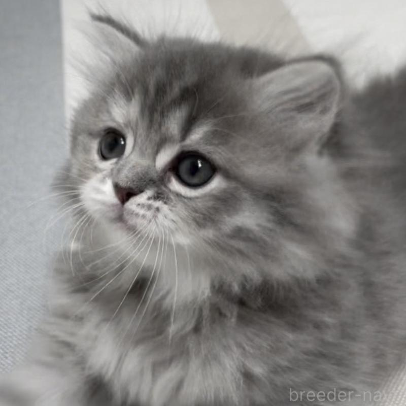 成約済の愛知県のミヌエット-130134の14枚目