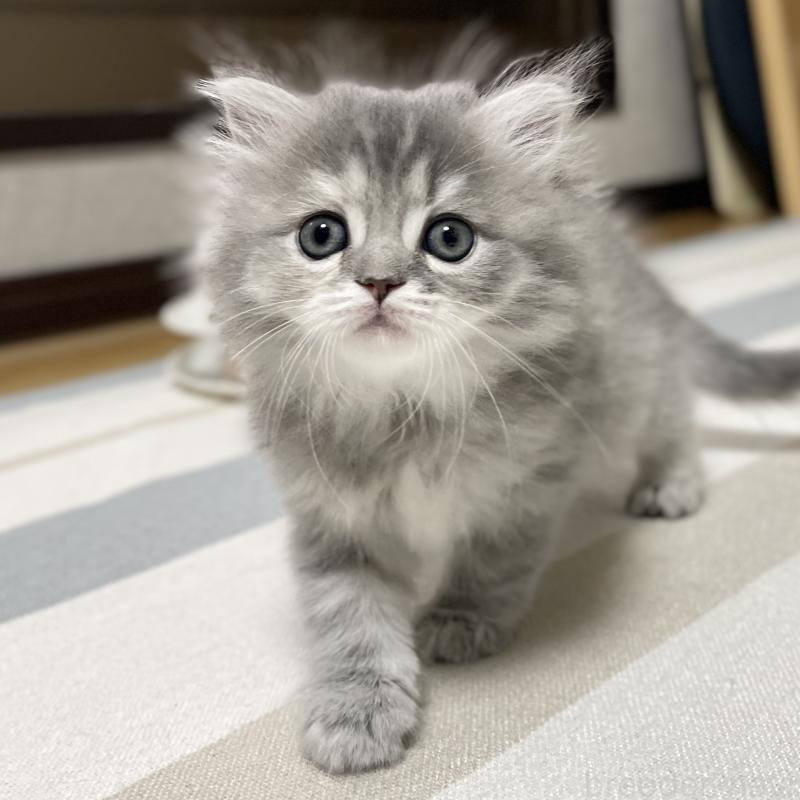 成約済の愛知県のミヌエット-130134の13枚目