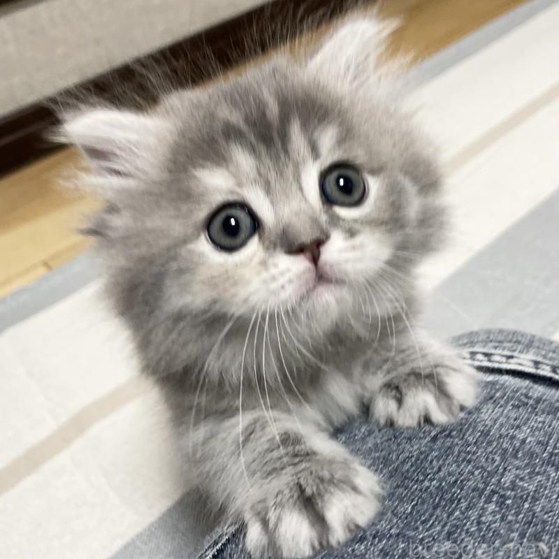 成約済の愛知県のミヌエット-130134の12枚目