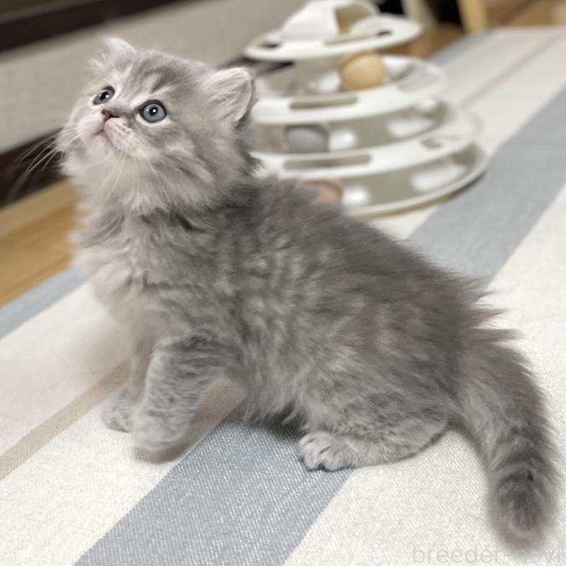 成約済の愛知県のミヌエット-130134の11枚目