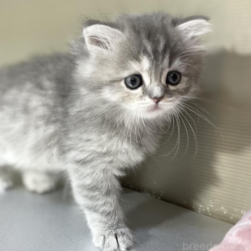 成約済の愛知県のミヌエット-130134の9枚目