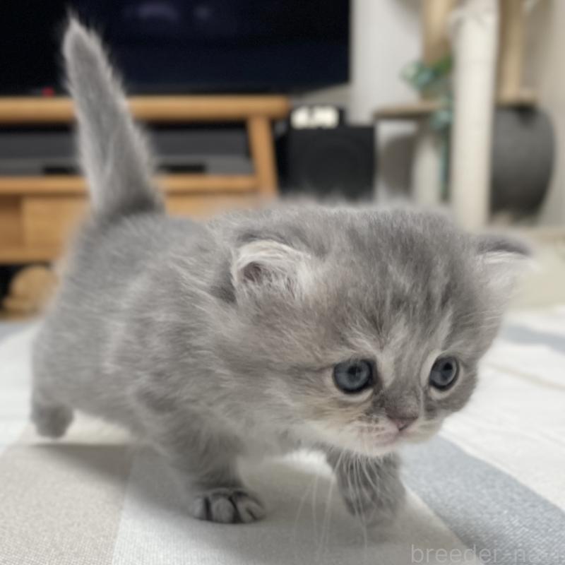 成約済の愛知県のミヌエット-130134の7枚目