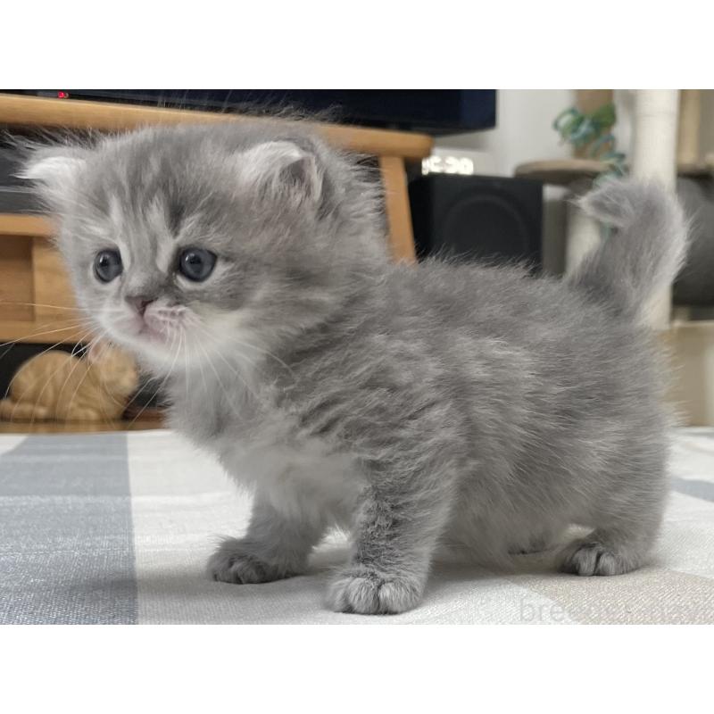 成約済の愛知県のミヌエット-130134の6枚目