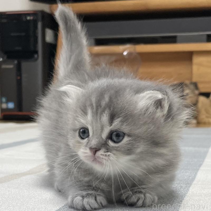 成約済の愛知県のミヌエット-130134の5枚目