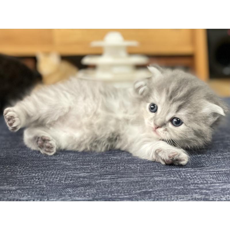 成約済の愛知県のミヌエット-130134の4枚目