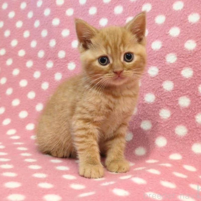 販売中の愛知県のスコティッシュフォールド-132243