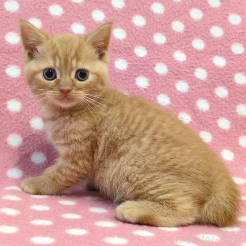 販売中の愛知県のスコティッシュフォールド-132243の3枚目