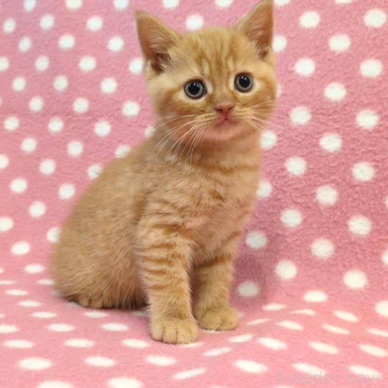 販売中の愛知県のスコティッシュフォールド-132243の2枚目