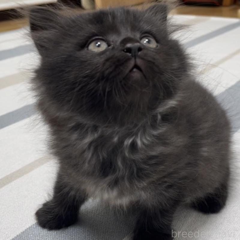 販売中の愛知県のミヌエット-130136