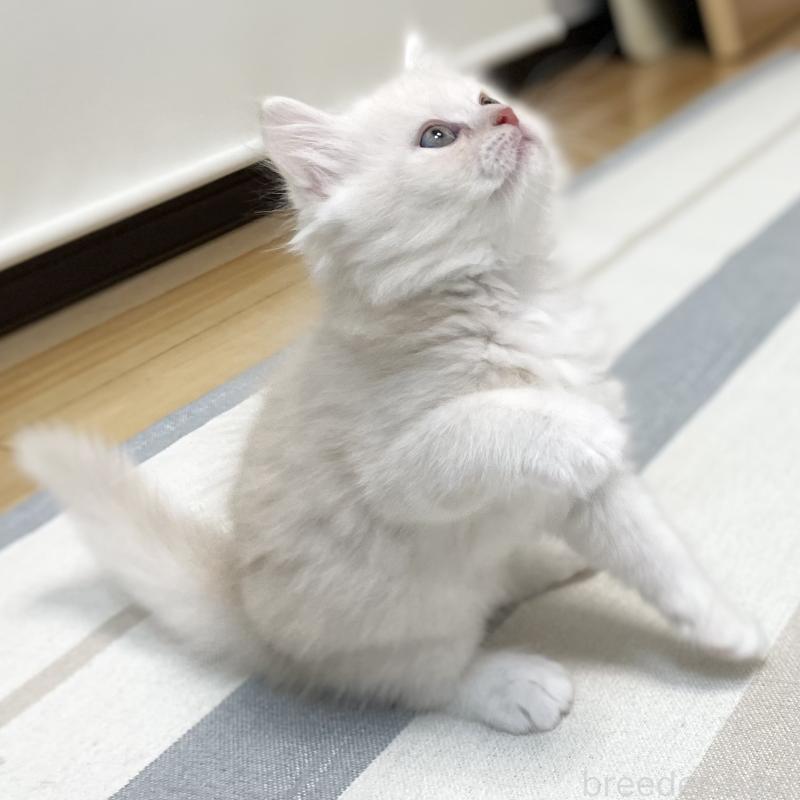 販売中の愛知県のミヌエット-130140