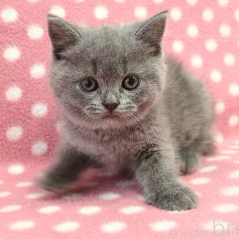 販売中の愛知県のブリティッシュショートヘア-132244の3枚目