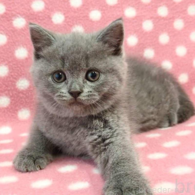 販売中の愛知県のブリティッシュショートヘア-132244の2枚目