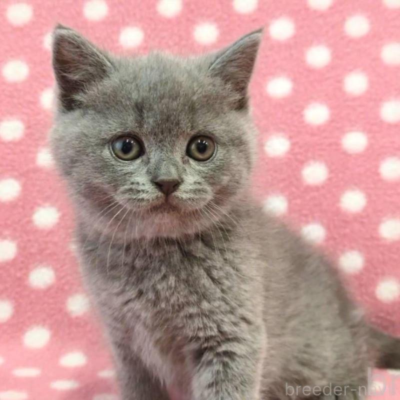 販売中の愛知県のブリティッシュショートヘア-132244